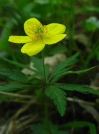 Anemone ranunculoides (Sasanka pryskyřníkovitá)