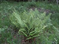 Dryopteris filix-mas (Kapraď samec)