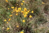 Anthemis tinctoria (Rmen barvířský)