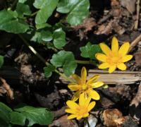 Ficaria verna (Orsej jarní)