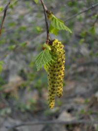 Betula pendula (Bříza bělokorá)