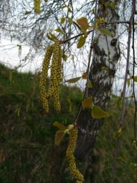 Betula pendula (Bříza bělokorá)