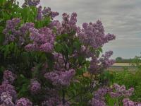 Syringa vulgaris (Šeřík obecný)