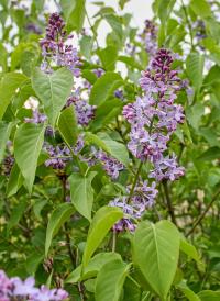 Syringa vulgaris (Šeřík obecný)