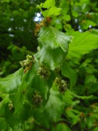 Fagus sylvatica (Buk lesní)
