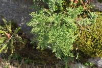Asplenium ruta-muraria (Sleziník routička)