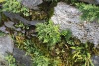 Asplenium ruta-muraria (Sleziník routička)