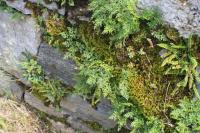 Asplenium ruta-muraria (Sleziník routička)