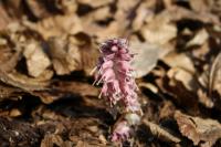 Lathraea squamaria (Podbílek šupinatý)