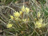 Carex humilis (Ostřice nízká)