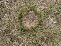 Carex humilis (Ostřice nízká - kruhovitý útvar)
