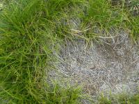 Carex humilis (Ostřice nízká)