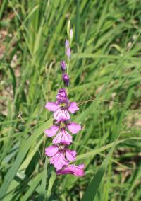 Gladiolus imbricatus (Mečík střechovitý)