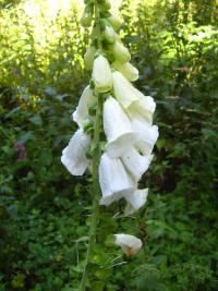 Digitalis purpurea (Náprstník červený)
