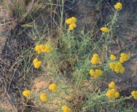 Achillea leptophylla (Řebříček)