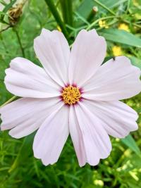 Cosmos bipinnatus (Krásenka zpeřená)