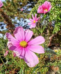 Cosmos bipinnatus (Krásenka zpeřená)