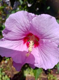 Hibiscus syriacus (Ibišek syrský)