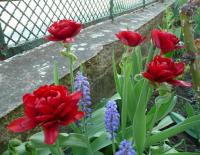 Tulipa (Tulipán 'Red Princess' - Plné pozdní tulipány)