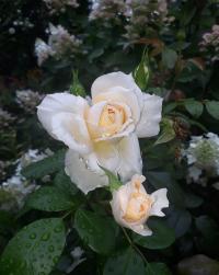 Rosa (Růže 'Lion's Rose' - Mnohokvěté růže)