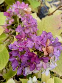 Hydrangea macrophylla (Hortenzie velkolistá 'Bailmer')