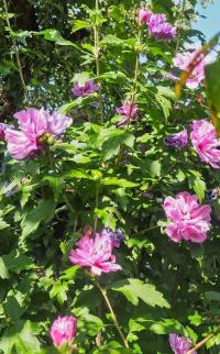 Hibiscus syriacus (Ibišek syrský 'Lavender Chiffon')