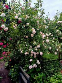 Rosa (Růže 'New Dawn')