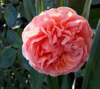Rosa (Růže 'Chippendale' - Velkokvěté růže)