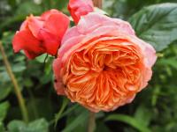 Rosa (Růže 'Mary Ann' - Velkokvěté růže)