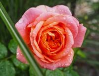 Rosa (Růže 'Mary Ann' - Velkokvěté růže)