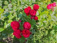 Rosa (Růže 'Piano' - Velkokvěté růže)