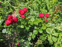 Rosa (Růže 'Piano' - Velkokvěté růže)
