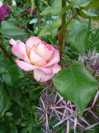 Rosa (Růže 'Händel')