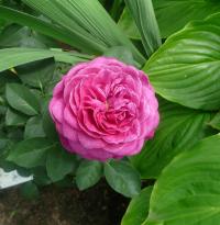 Rosa (Růže 'Comte de Chambort')