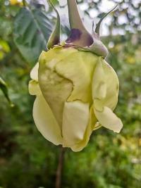 Rosa (Růže 'Elfe' - Pnoucí růže)