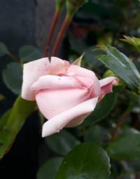 Rosa (Růže 'New Dawn')