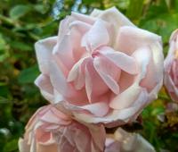 Rosa (Růže 'New Dawn')