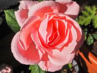 Rosa (Růže 'Aphrodite' - Velkokvěté růže)