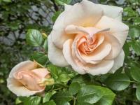 Rosa (Růže 'Penny Lane' - Pnoucí růže)