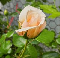 Rosa (Růže 'Penny Lane' - Pnoucí růže)