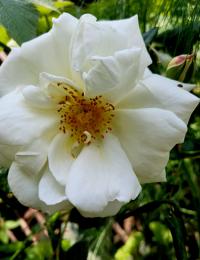 Rosa (Růže 'White New Dawn')