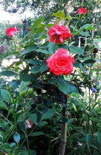 Rosa (Růže 'Monica' - stromková růže)