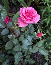 Rosa (Růže 'Chic Parisien' - Mnohokvěté růže)