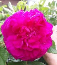Rosa rugosa (Růže svraskalá 'Ruskin')