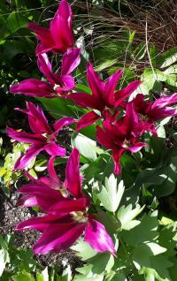 Tulipa (Tulipán 'Burgundy' - Liliokvěté tulipány)