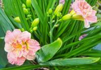 Hemerocallis (Denivka 'Siloam Double Classic')