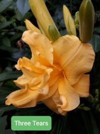 Hemerocallis (Denivka 'Three Tears')