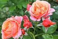Rosa (Růže 'Mary Ann' - Velkokvěté růže)