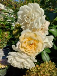 Rosa (Růže 'Lion's Rose' - Mnohokvěté růže)