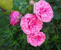 Rosa (Růže 'Xenia' - Mnohokvěté růže)